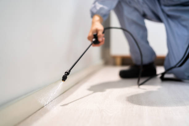 Rodent Entry Point Assessment in Rochester