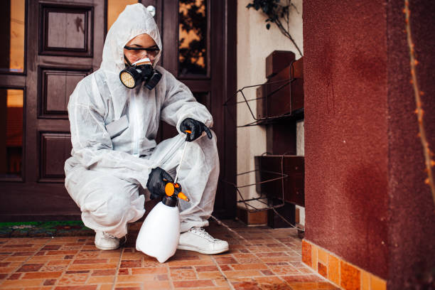 Attic and Crawl Space Rodent Treatment in Rochester